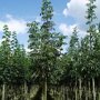 Amerikaanse es (Fraxinus americana ‘Autumn Applause’)